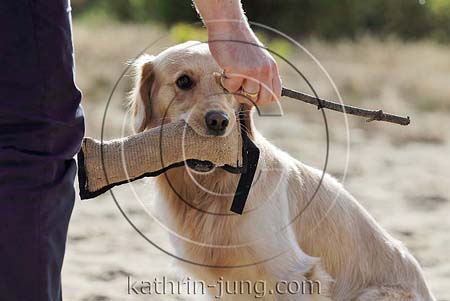 Hund im Zwiespalt