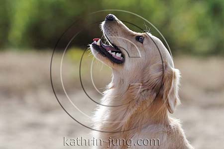 Hund Gegenlicht