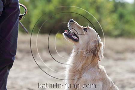 Hund Gegenlicht im sitz