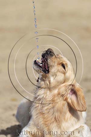 Golden Retriever Mischling trinkt Wasserstrahl
