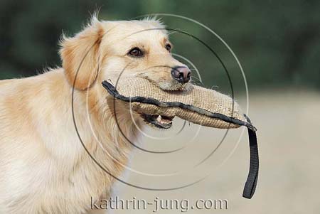 Golden Retriever Mischling apportiert Beißrolle