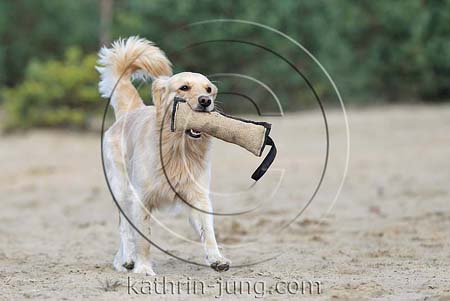 Golden Retriever Mischling apportiert Beißrolle freudig