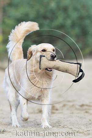 Golden Retriever Mischling apportiert Beißrolle Heide