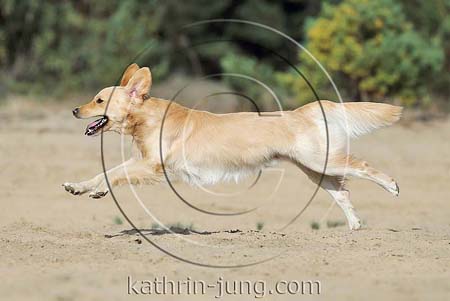 Golden Retriever Mischling Action