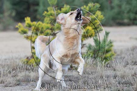 Golden Retriever Mischling Scheinangriff