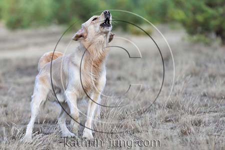 Golden Retriever Mischling bellt