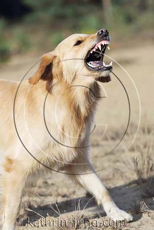 Mischling Hund bellt Angst Scheinangriff Drohnung