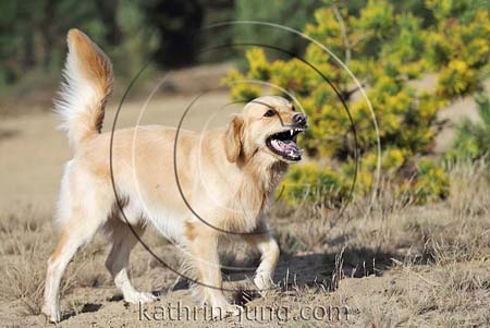Mischling Hund bellt Angst Scheinangriff