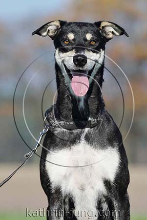 Portrait Mischling GTH
