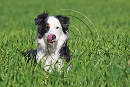 Australian Shepherd Australian Shepherd