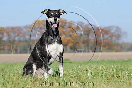 Hund schwarz marken Herbst GHT