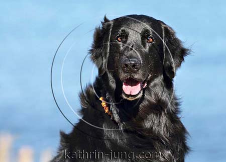 Flatcoated Retriever