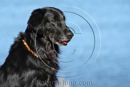 Flatcoated Retriever Senior