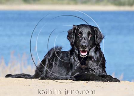 Flatcoated Retriever Senior See