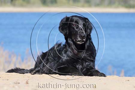 Flatcoated Retriever Senior See im Platz
