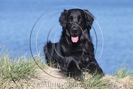 Flatcoated Retriever Senior liegt am Wasser
