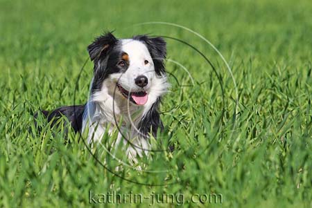 Australian Shepherd