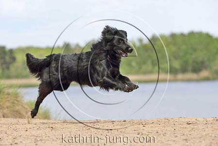 schwarzer Mischling fliegt am See