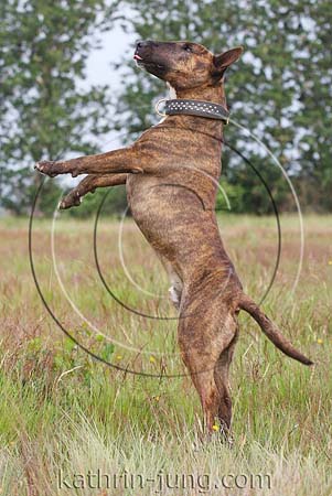 Bullterrier macht Männchen