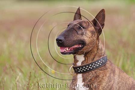 Bullterrier Portrait