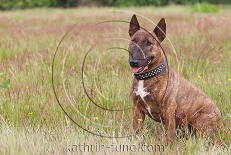 Bullterrier gestromt mit Brustfleck