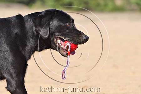 Labrador mit Ball