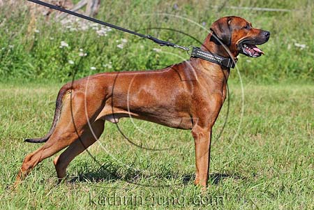 Rhodesian Ridgeback Rüde