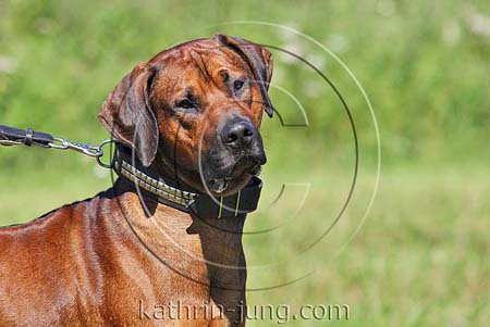 Rhodesian Ridgeback Rüde Portrait (ID:5021) - Tierfotoarchiv Kathrin Jung