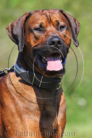 Rhodesian Ridgeback Rüde Portrait Sommer (ID:5022) - Tierfotoarchiv ...