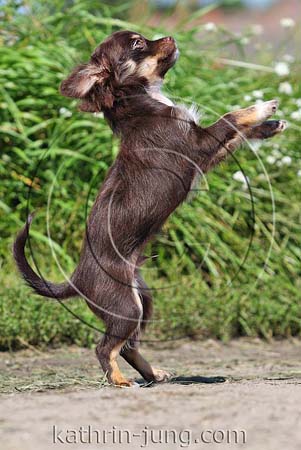 Chihuahua macht Männchen