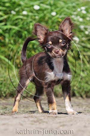 Chihuahua Welpe