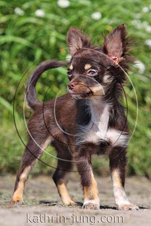 Chihuahua Welpe tricolor