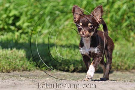 Chihuahua Welpe tricolor läuft Weg