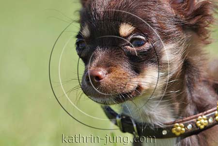 Chihuahua Welpe close up