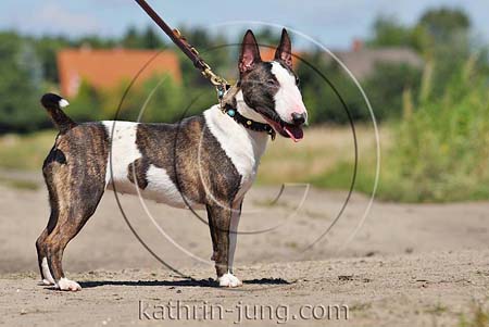 Bullterrier gestromt mit weiß