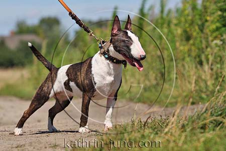 Bullterrier gestromt mit weiß steht an Leine