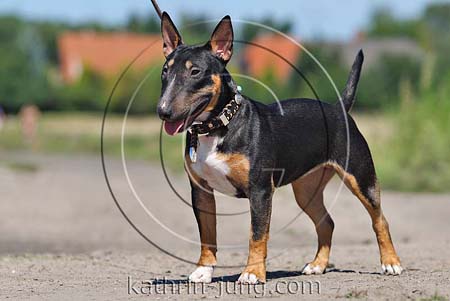 Bullterrier tricolor steht an Leine
