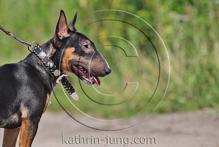 Bullterrier tricolor Portrait