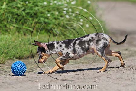 Chihuahua Merle
