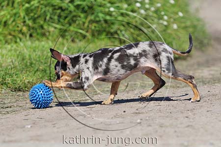 Chihuahua Merle spielt Ball