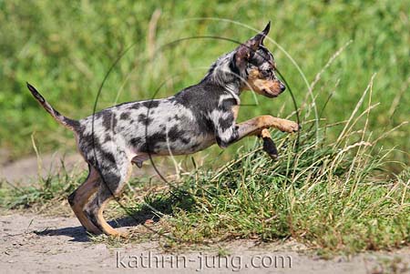 Chihuahua Merle Action