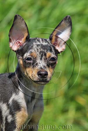 Chihuahua Merle Portrait