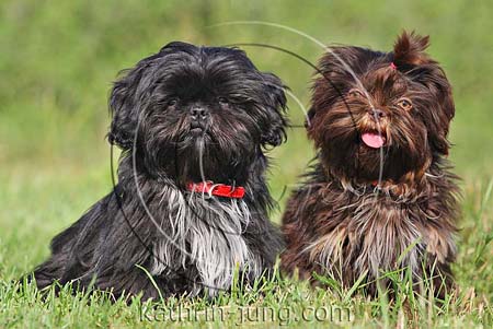 Shih Tzu schwarz braun