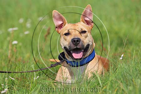 American Staffordshire Terrier