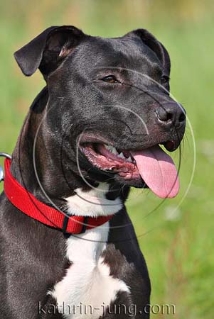 American Staffordshire Terrier schwarz mit weißem Latz