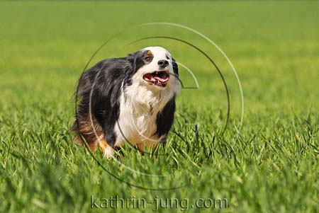 Australian Shepherd in Action