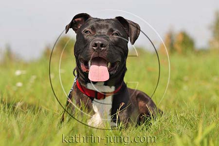 American Staffordshire Terrier schwarz mit weißem Latz Wiese