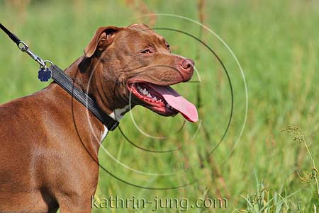 American Staffordshire Terrier braun