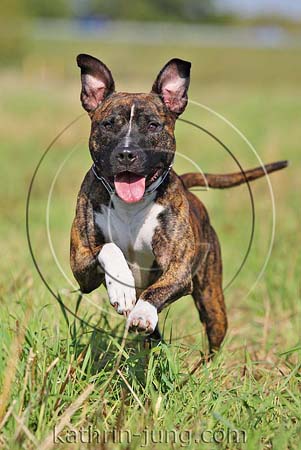 American Staffordshire Terrier gestromt Action