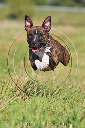 American Staffordshire Terrier gestromt Action fliegt